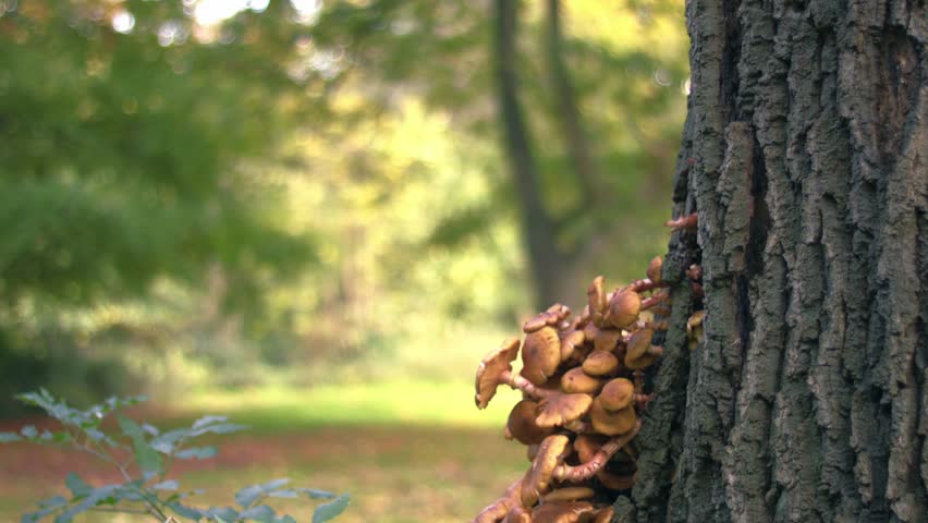 Toadstools funghi growing on tree trunk medium 4k tilting shot selective focus