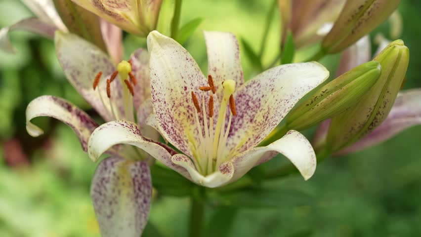 A large yellow flower with a burgundy spray of Suncrest lilies surrounded by cereals. Lily Suncrest. the very nice colorful spring flower close up view