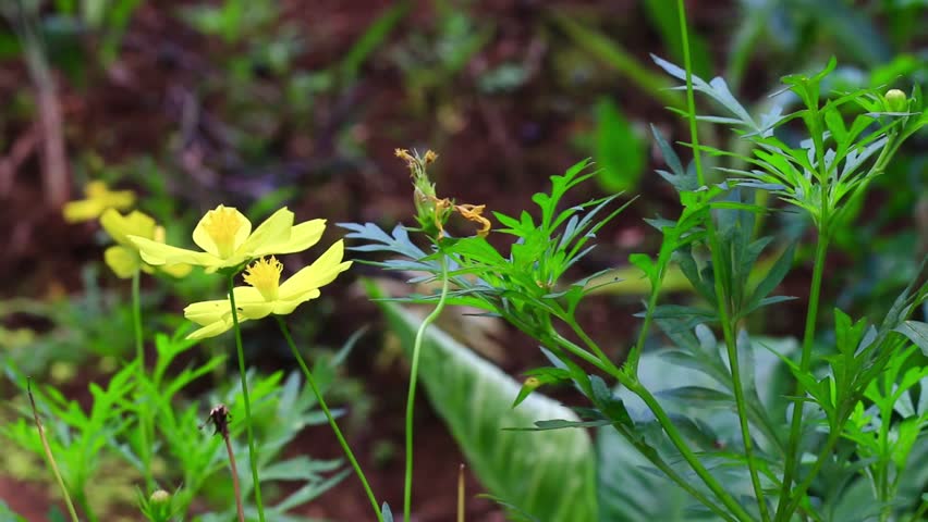 Bright yellow flowers of sulfur cosmos with bright orange petals in full bloom against a blurred green garden background