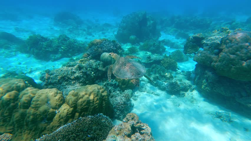 Underwater view of sea turtle swimming over coral reef in clear tropical ocean. Peaceful marine life scene showcasing aquatic wildlife, reef habitat, and exotic travel destination in Asia.