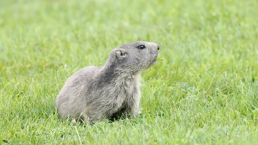 Marmota marmota Alpine marmots feeding, resting and interacting in a mountain meadow in Tignes, France. Close-up wildlife footage showing natural behaviour.