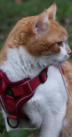 Closeup of a serious looking ginger and white cat with green eyes wearing a red harness and leash while sitting outside in the green grass, slowly turning its head to look around