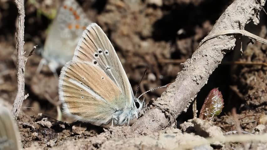 Damon blue butterfly (Polyommatus damon) resting on the ground in Tignes, France. Close-up footage showing natural behaviour in an alpine habitat.