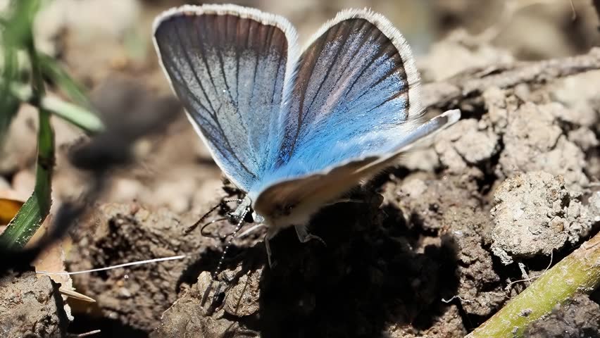 Damon blue butterfly (Polyommatus damon) resting on the ground in Tignes, France. Close-up footage showing natural behaviour in an alpine habitat.