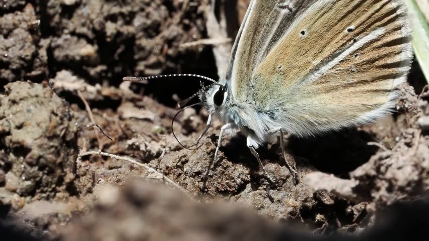 Damon blue butterfly (Polyommatus damon) resting on the ground in Tignes, France. Close-up footage showing natural behaviour in an alpine habitat.