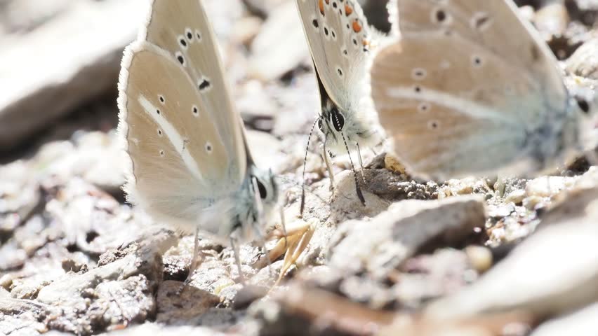Damon blue butterfly (Polyommatus damon) resting on the ground in Tignes, France. Close-up footage showing natural behaviour in an alpine habitat.