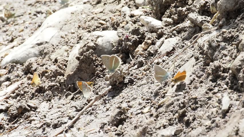 Damon blue butterfly (Polyommatus damon) resting on the ground in Tignes, France. Close-up footage showing natural behaviour in an alpine habitat.