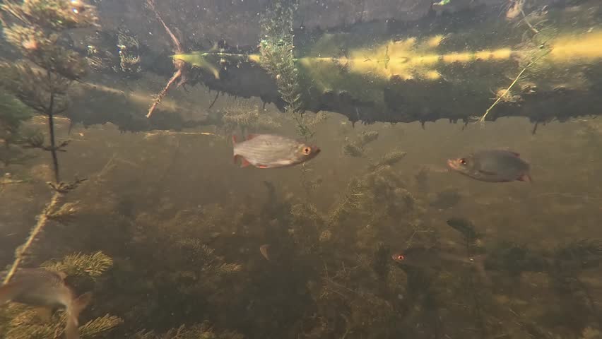 Underwater POV view showing small freshwater fish such as roach, rudd and crucian carp swimming among dense aquatic vegetation in a calm Polish lake with soft natural light.