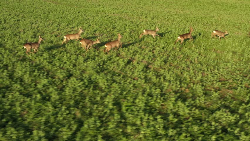 Herd of Roe Deer runing on fields. Deers are dangerous pests for young seedlings. Drone flight over wild animals. Wildlife from above. Aerial safari in Central Europe. 