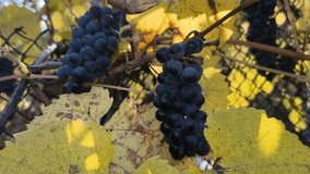 Ripe dark grapes hang from a vine entwined in a metal fence, surrounded by large green leaves. Sunlight highlights the glossy fruit, creating a vivid contrast with the turquoise background. - Powered by Shutterstock - Get 15% off with code: PIKWIZARD15