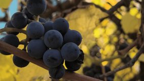 Ripe dark grapes hang from a vine entwined in a metal fence, surrounded by large green leaves. Sunlight highlights the glossy fruit, creating a vivid contrast with the turquoise background. - Powered by Shutterstock - Get 15% off with code: PIKWIZARD15