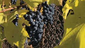 Ripe dark grapes hang from a vine entwined in a metal fence, surrounded by large green leaves. Sunlight highlights the glossy fruit, creating a vivid contrast with the turquoise background. - Powered by Shutterstock - Get 15% off with code: PIKWIZARD15