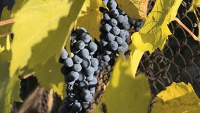 Ripe dark grapes hang from a vine entwined in a metal fence, surrounded by large green leaves. Sunlight highlights the glossy fruit, creating a vivid contrast with the turquoise background. - Powered by Shutterstock - Get 15% off with code: PIKWIZARD15