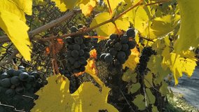 Ripe dark grapes hang from a vine entwined in a metal fence, surrounded by large green leaves. Sunlight highlights the glossy fruit, creating a vivid contrast with the turquoise background. - Powered by Shutterstock - Get 15% off with code: PIKWIZARD15