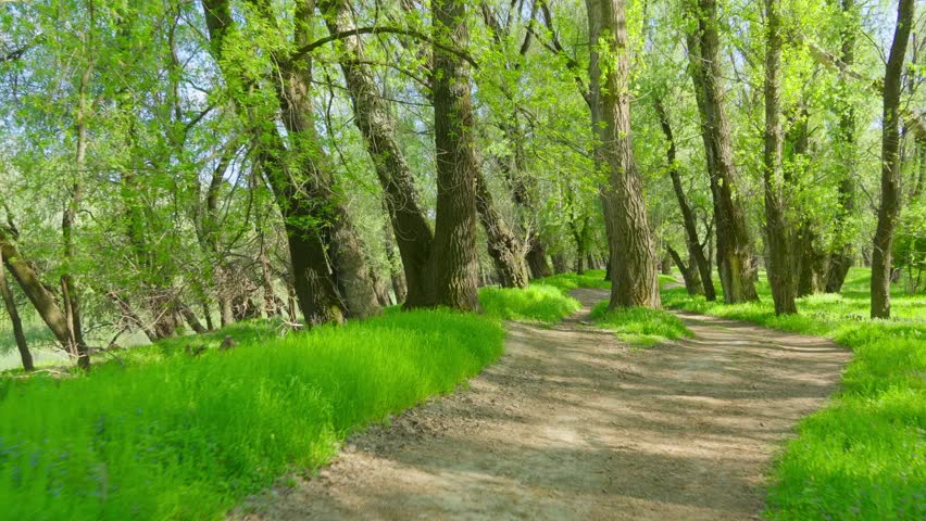 forest path, beautiful spring landscape with its green grass and trees creates a stunning natural scene

