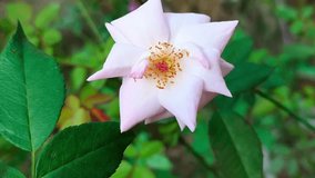 A beautiful close-up shot of a delicate light pink rose flower with soft petals and a vibrant yellow and red center, surrounded by lush green leaves in a natural garden setting - Powered by Shutterstock - Get 15% off with code: PIKWIZARD15