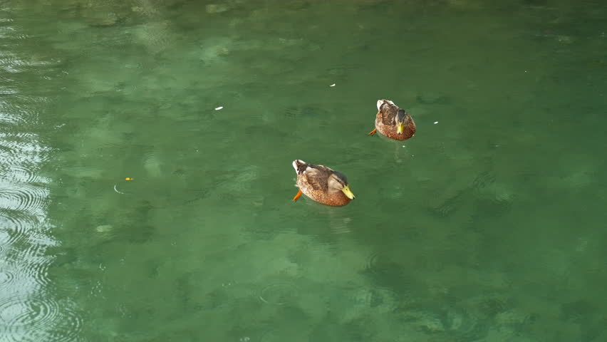 Two ducks swimming peacefully on green water surface. Two mallard ducks are swimming on a calm, green water surface, creating gentle ripples as they glide along, enjoying a peaceful moment in nature