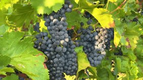 Dark Grape Clusters on Vine with Sunlit Green Leaves (Cabernet, Merlot, Concord) - Powered by Shutterstock - Get 15% off with code: PIKWIZARD15