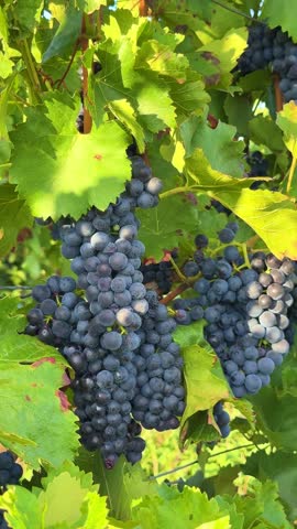 Dark Grape Clusters on Vine with Sunlit Green Leaves (Cabernet, Merlot, Concord), vertical video