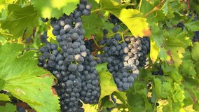 Dark Grape Clusters on Vine with Sunlit Green Leaves (Cabernet, Merlot, Concord) - Powered by Shutterstock - Get 15% off with code: PIKWIZARD15
