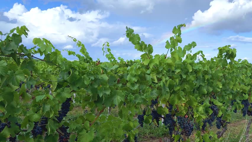Dark blue Wine Grapes on Vineyard Trellis with Rainbow Above (Cabernet, Merlot, Syrah)