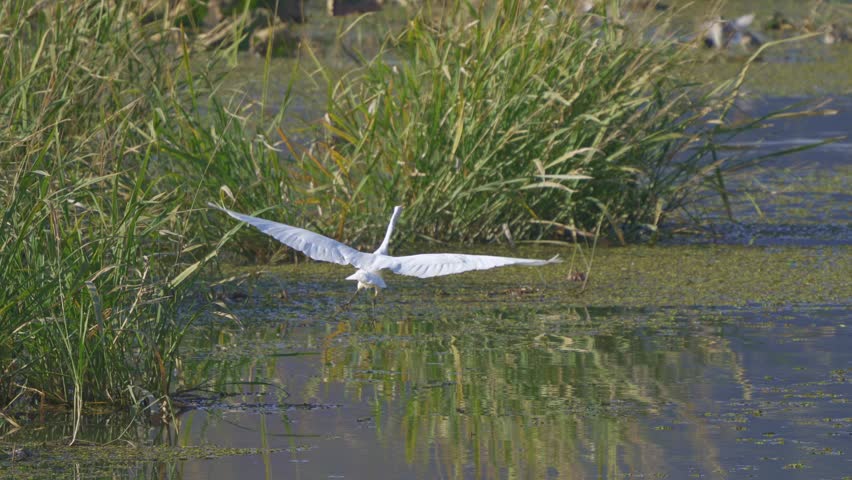 Great Egret (Ardea alba) Low-Level Flight and Landing to Chase Away Ducks - Wetland Dominance 4K HDR
