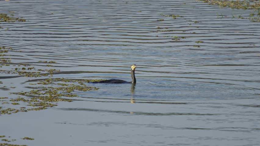 Great Cormorant (Phalacrocorax carbo) Dives Under Water to Hunt - 4K HDR