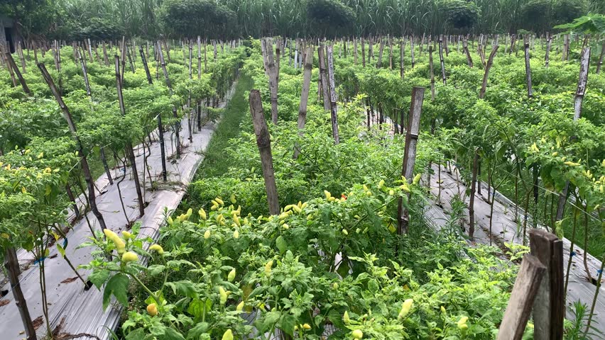 Slow-motion cinematic footage shows a vast, lush plantation of chili peppers, scientifically known as Capsicum frutescens. Neatly arranged aisles are filled with fresh, yellowish-green chilies.