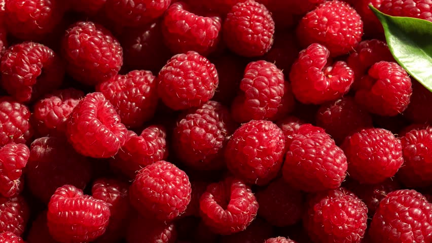 Fresh ripe raspberries and leaves as background, closeup. Camera moving