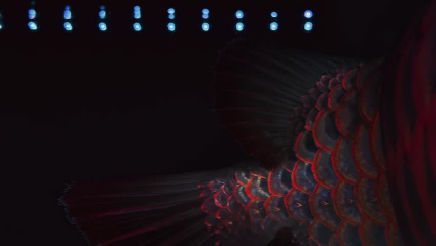 Extreme close-up of the bright red scales and eye of an exotic Red Arowana fish under dramatic aquarium lighting