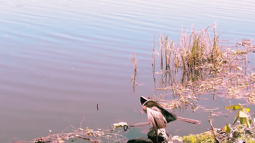 The anhinga bird is drying its wings and looking something at the lake