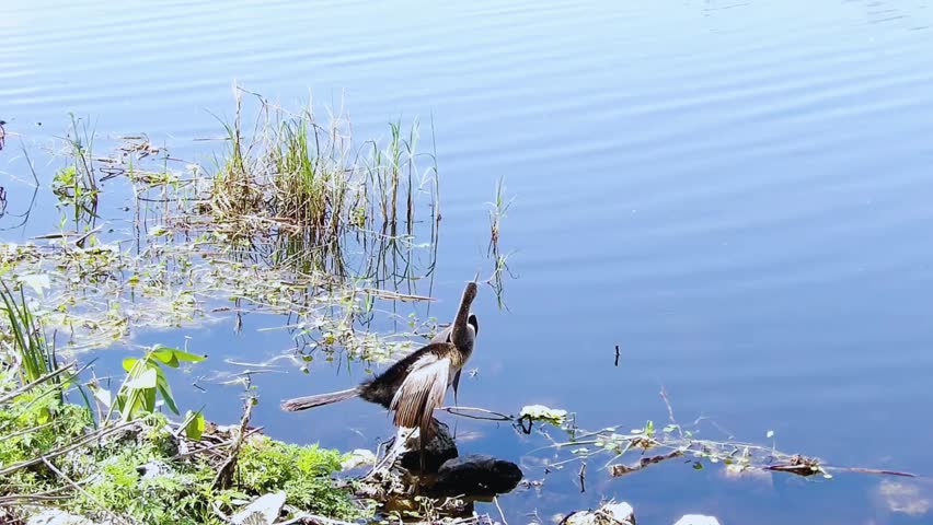 anhinga drying its wing beside the lake 