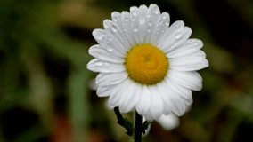 Beautiful Shasta Daisy with Dew on Petals, moving with bokeh effect. - Powered by Shutterstock - Get 15% off with code: PIKWIZARD15