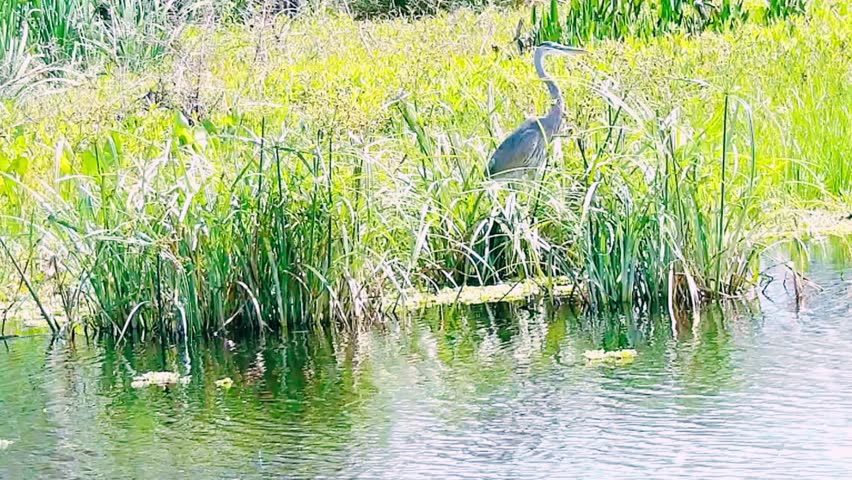 The great blue heron standing tall together with the tall grasses beside the lake