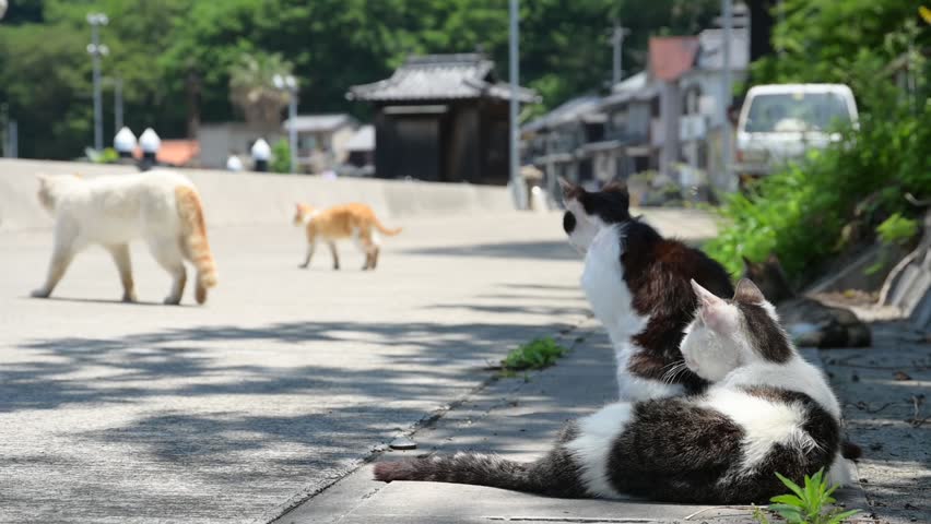 Cats of Manabeshima Island (Kasaoka, Okayama, 2025, May)