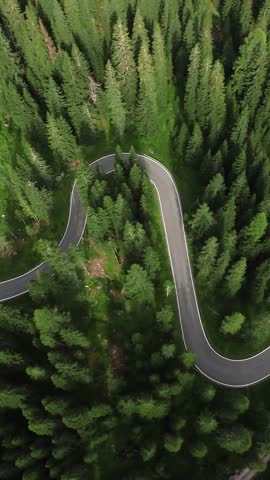 aerial twisting forest road under dense canopy ranger patrol vibe muted greens deep shadows isolated route threading through pines moody cinematic tone for documentary storytelling