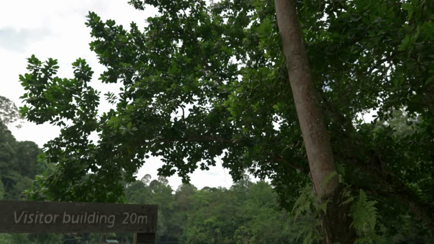 Tilt-down shot from a tall rainforest tree to the directional sign at Sepilok’s Rainforest Discovery Centre. Wooden post sign with arrows, lake and lily pads in the background.