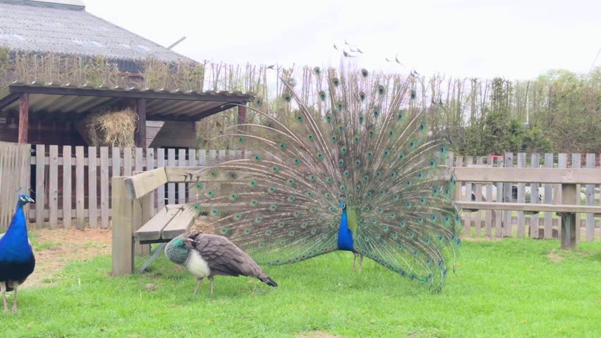 Peacocks with Full Feather Display in Farm - Cloudy Day