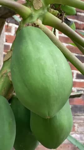 Unripe, bright green papayas hang from a tree trunk, set against a blurred background of red brick and green foliage in natural light