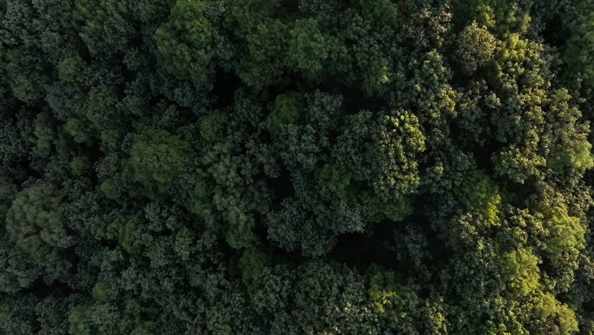 Primavera jungle forest in Guadalajara, Jalisco at sunset. Aerial top down