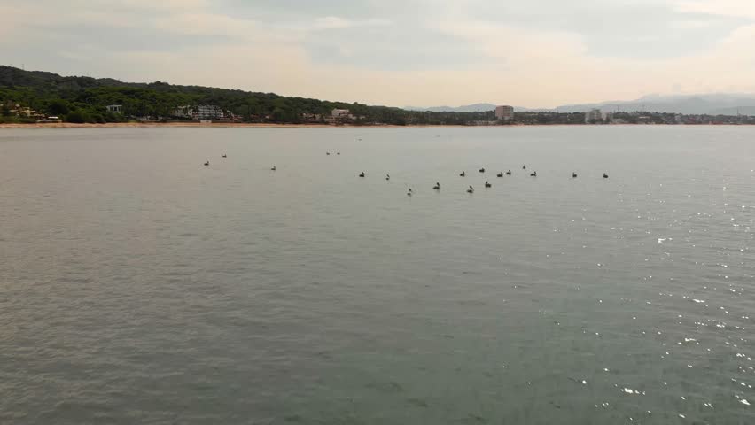 Pelicans taking flight over the sea at sunset, seen from a drone