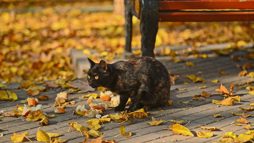 A black cat is sitting on a sidewalk in the fall. The cat is looking at something on the ground