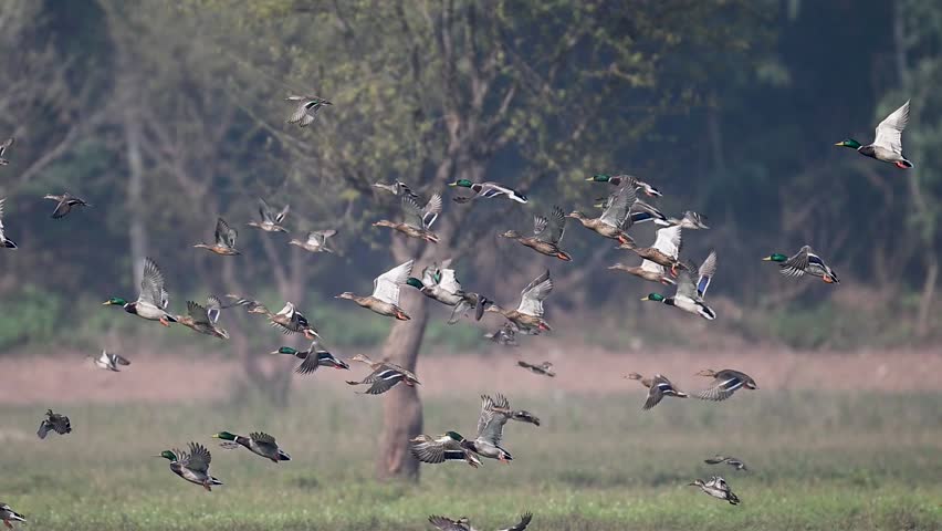A large flock of Mallard Ducks (Anas platyrhynchos) captured in mid-flight, soaring dynamically over a lush wetland landscape. The powerful motion highlights migration.