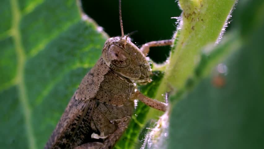 Extreme close-up of a brown grasshopper resting on a green leaf stem