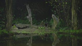 A European polecat walks along a muted forest trail while cool green light falls across nearby foliage - Powered by Shutterstock - Get 15% off with code: PIKWIZARD15