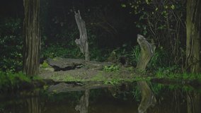 A European polecat moves beside a fallen branch while soft green light reveals textures in the forest - Powered by Shutterstock - Get 15% off with code: PIKWIZARD15