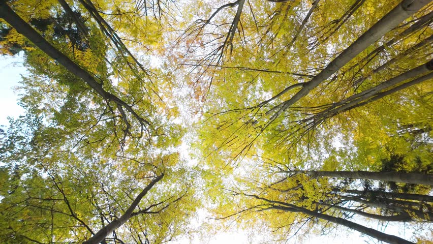 A view into the treetops with colorful yellow leaves in autumn. A walk in nature on a sunny day.