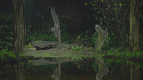 A European polecat travels along a shaded forest trail while dim green light reveals moss and leaves - Powered by Shutterstock - Get 15% off with code: PIKWIZARD15