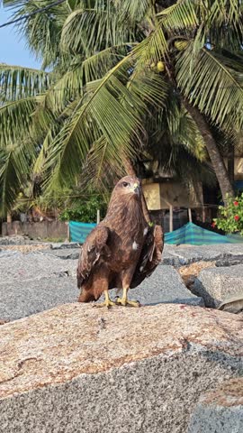 wide angle short of Falcon resting on rock at a sea shore