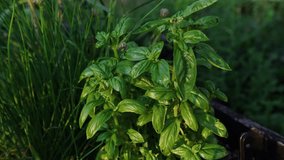 Growing organic basil herb plant for a fresh garden experience at home - Powered by Shutterstock - Get 15% off with code: PIKWIZARD15